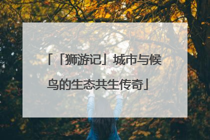 「狮游记」城市与候鸟的生态共生传奇