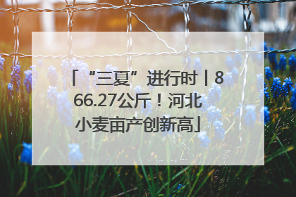 “三夏”进行时丨866.27公斤！河北小麦亩产创新高