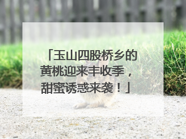 玉山四股桥乡的黄桃迎来丰收季，甜蜜诱惑来袭！