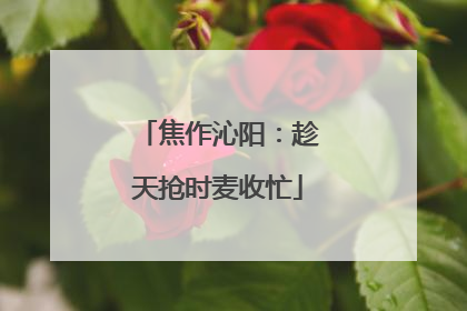 焦作沁阳：趁天抢时麦收忙