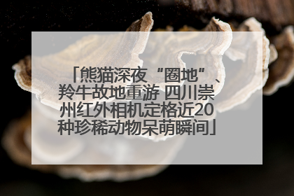 熊猫深夜“圈地”、羚牛故地重游 四川崇州红外相机定格近20种珍稀动物呆萌瞬间
