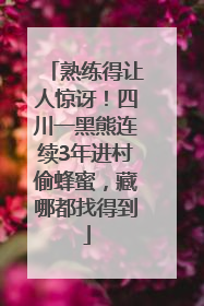熟练得让人惊讶！四川一黑熊连续3年进村偷蜂蜜，藏哪都找得到