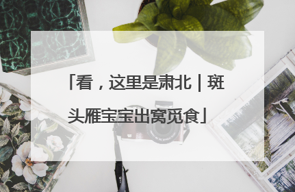 看，这里是肃北｜斑头雁宝宝出窝觅食