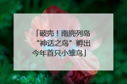 破壳！南麂列岛“神话之鸟”孵出今年首只小雏鸟
