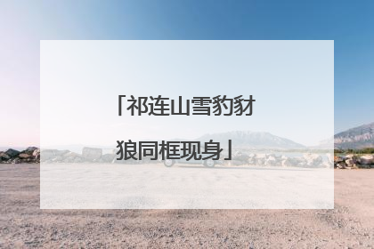 祁连山雪豹豺狼同框现身