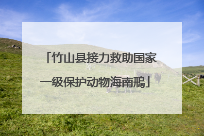 竹山县接力救助国家一级保护动物海南鳽