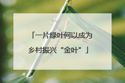 一片绿叶何以成为乡村振兴“金叶”