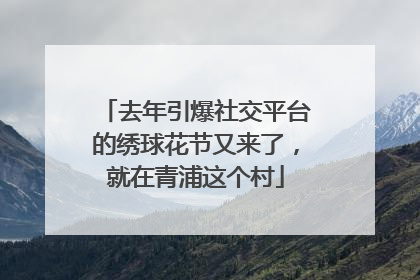 去年引爆社交平台的绣球花节又来了，就在青浦这个村