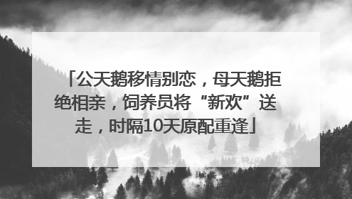 公天鹅移情别恋，母天鹅拒绝相亲，饲养员将“新欢”送走，时隔10天原配重逢