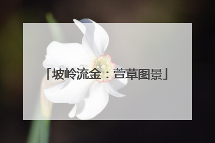 坡岭流金：萱草图景
