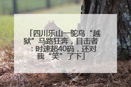 四川乐山一鸵鸟“越狱”马路狂奔，目击者：时速超40码，还对我“笑”了下