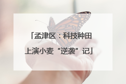 孟津区：科技种田 上演小麦“逆袭”记