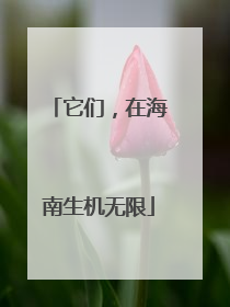 它们，在海南生机无限