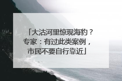 大沽河里惊现海豹？专家：有过此类案例，市民不要自行靠近