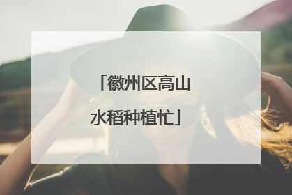 徽州区高山水稻种植忙