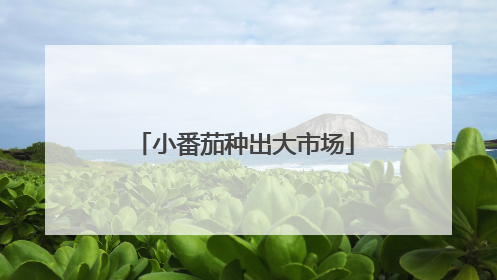 小番茄种出大市场