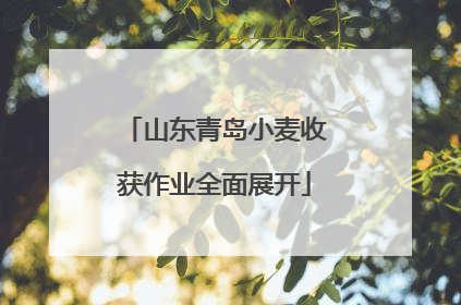 山东青岛小麦收获作业全面展开