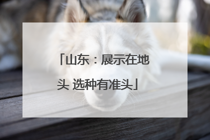 山东：展示在地头 选种有准头