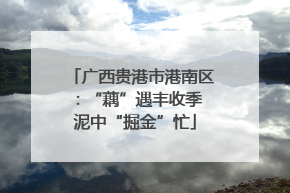 广西贵港市港南区：“藕”遇丰收季 泥中“掘金”忙