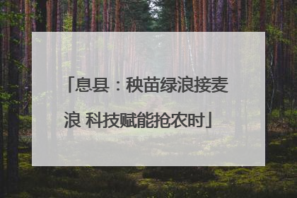 息县：秧苗绿浪接麦浪 科技赋能抢农时