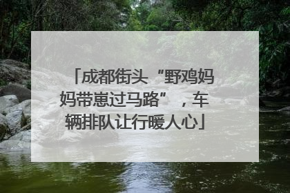 成都街头“野鸡妈妈带崽过马路”，车辆排队让行暖人心
