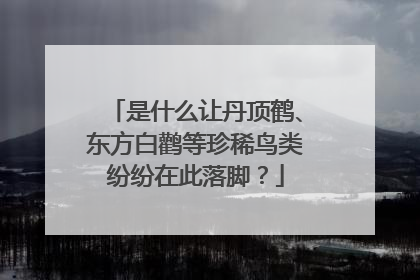 是什么让丹顶鹤、东方白鹳等珍稀鸟类纷纷在此落脚？