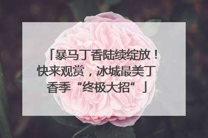 暴马丁香陆续绽放！快来观赏，冰城最美丁香季“终极大招”