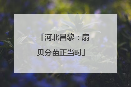 河北昌黎：扇贝分苗正当时