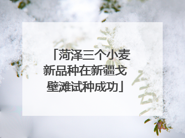 菏泽三个小麦新品种在新疆戈壁滩试种成功