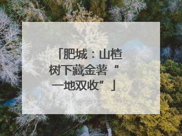 肥城：山楂树下藏金薯“一地双收”
