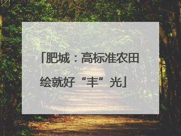 肥城：高标准农田绘就好“丰”光