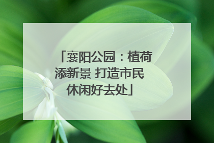 襄阳公园：植荷添新景 打造市民休闲好去处