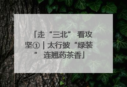 走“三北” 看攻坚①｜太行披“绿装” 连翘药茶香