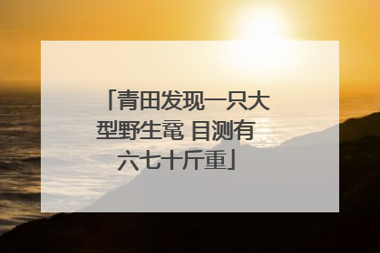 青田发现一只大型野生鼋 目测有六七十斤重