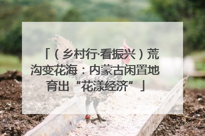 （乡村行·看振兴）荒沟变花海：内蒙古闲置地育出“花漾经济”