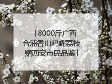 8000斤广西合浦香山鸡嘴荔枝赠西安市民品鉴